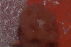 Pseudodromia rotunda