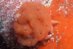 Pseudodromia rotunda