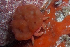 Pseudodromia rotunda