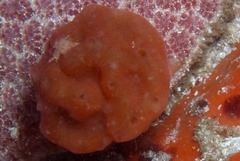 Pseudodromia rotunda