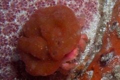 Pseudodromia rotunda