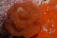 Pseudodromia rotunda