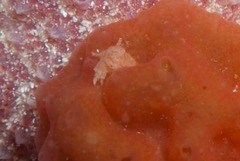 Pseudodromia rotunda