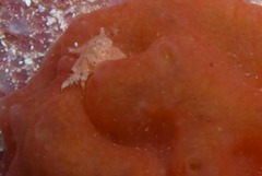 Pseudodromia rotunda