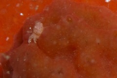 Pseudodromia rotunda