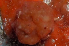 Pseudodromia rotunda