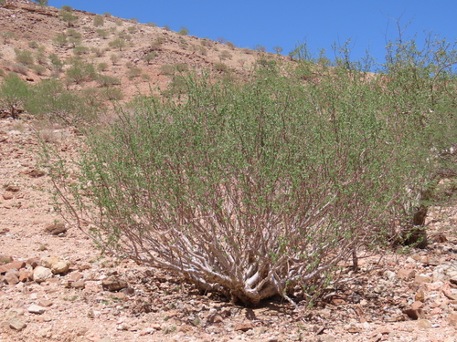 Commiphora virgata