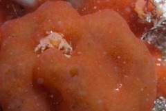 Pseudodromia rotunda