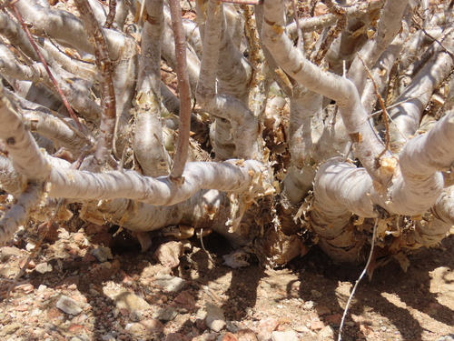Commiphora virgata