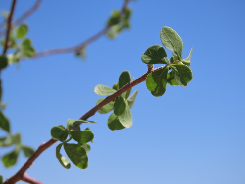 Commiphora virgata