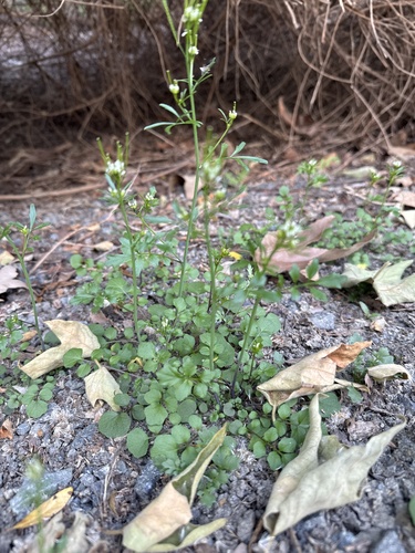iNaturalist observation photo of hairy bittercress
