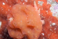 Pseudodromia rotunda