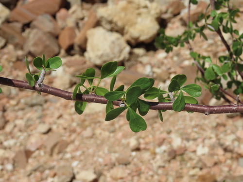 Commiphora virgata
