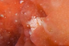 Pseudodromia rotunda