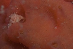 Pseudodromia rotunda