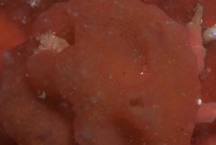 Pseudodromia rotunda