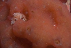 Pseudodromia rotunda