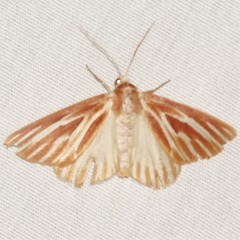 Sabulodes niveostriata