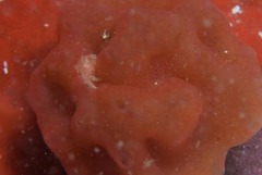 Pseudodromia rotunda