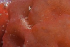 Pseudodromia rotunda