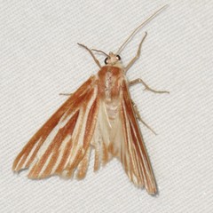 Sabulodes niveostriata