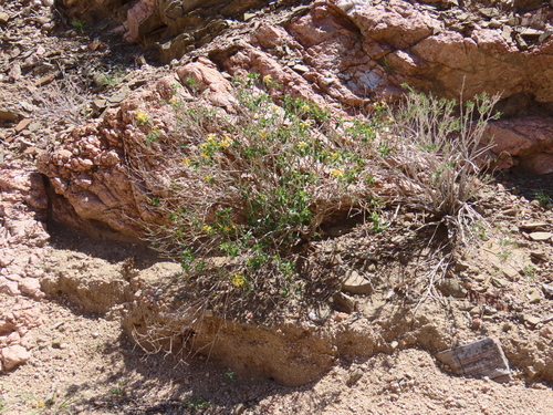 Image of Barleria senensis by no rights reserved