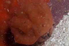 Pseudodromia rotunda