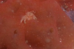 Pseudodromia rotunda