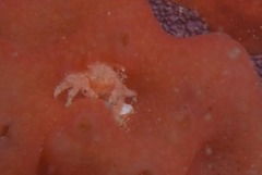 Pseudodromia rotunda