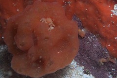 Pseudodromia rotunda