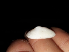 Tugali parmophoidea
