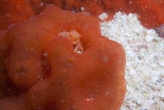 Pseudodromia rotunda