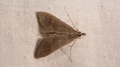 Mecyna asinalis