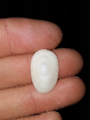 Tugali parmophoidea