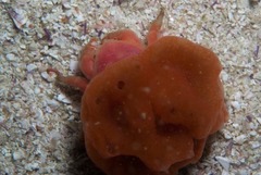 Pseudodromia rotunda