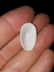 Tugali parmophoidea