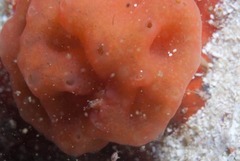 Pseudodromia rotunda