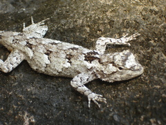 Black-Nosed Lizard photo 4