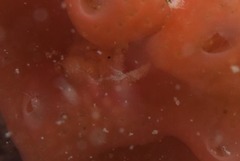 Pseudodromia rotunda