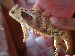 Phrynosoma asio