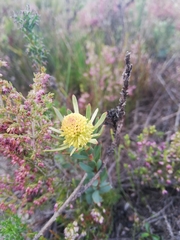 Leucadendron modestum