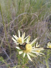 Leucadendron modestum