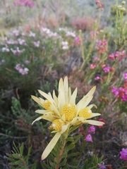 Leucadendron modestum