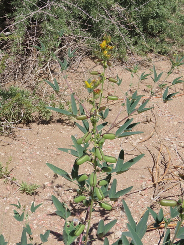 Image of Crotalaria damarensis by no rights reserved