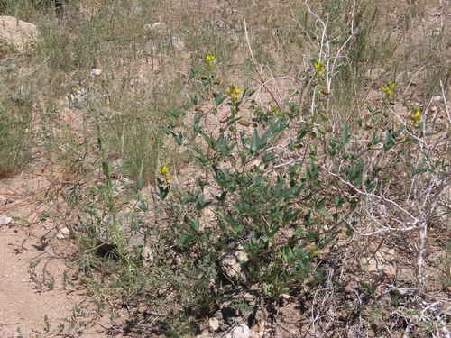 Image of Crotalaria damarensis by no rights reserved