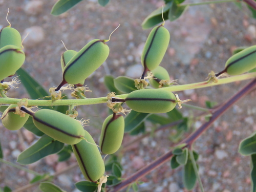 Image of Crotalaria damarensis by no rights reserved