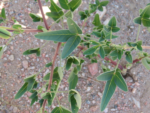 Image of Crotalaria damarensis by no rights reserved