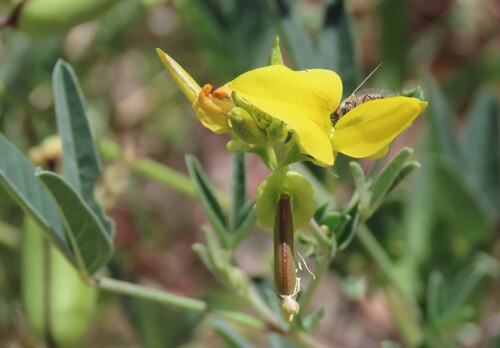 Image of Crotalaria damarensis by no rights reserved