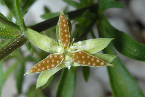 American field pansy