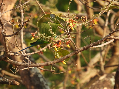 Gmelina arborea - Leaves